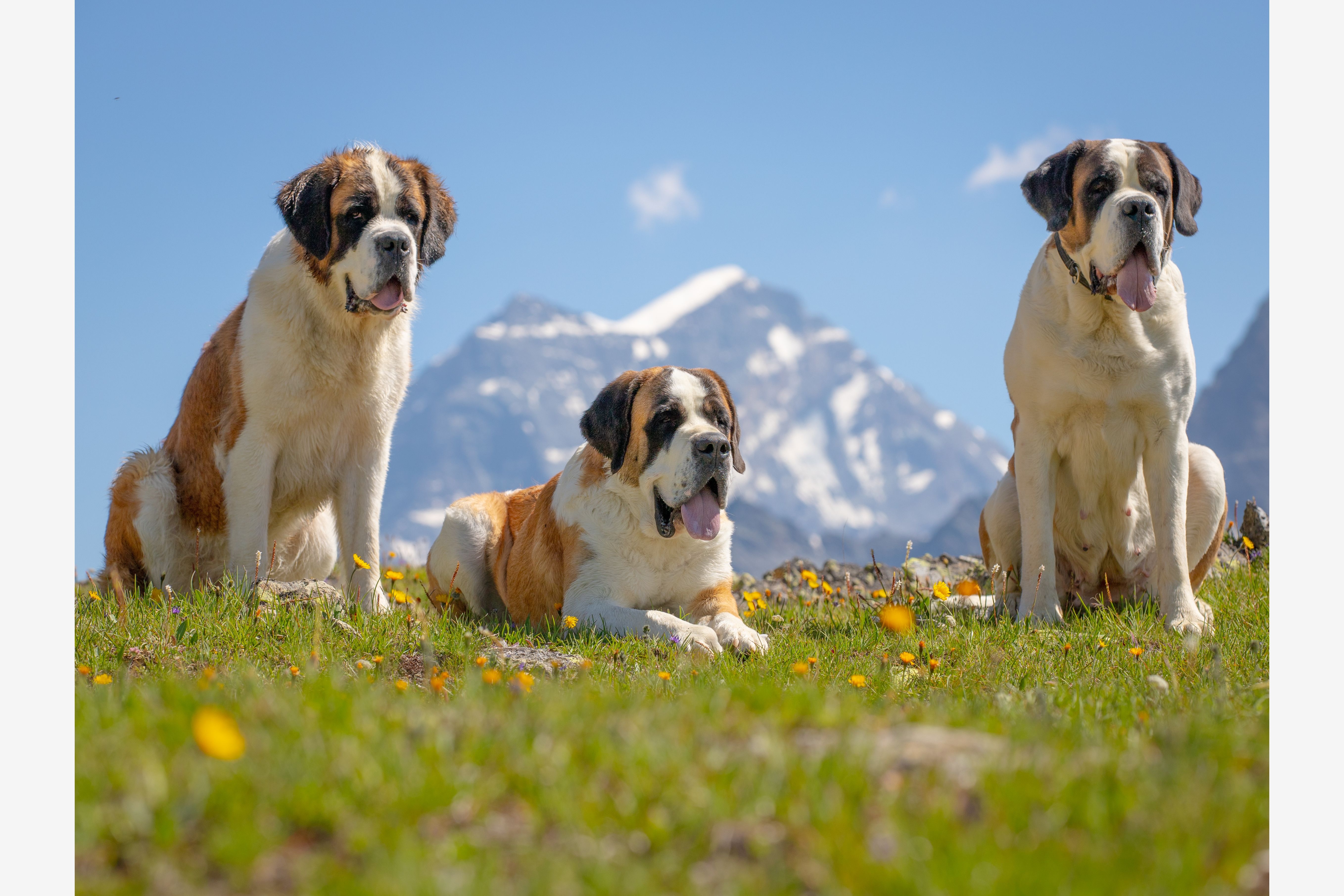 Saint Bernard Museum